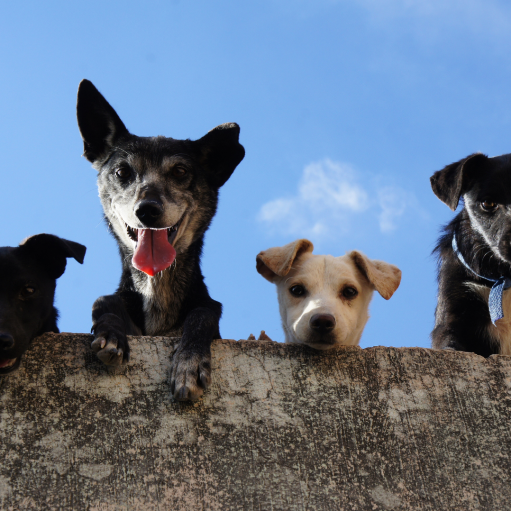 Four dogs looking down over the edge of a wall.