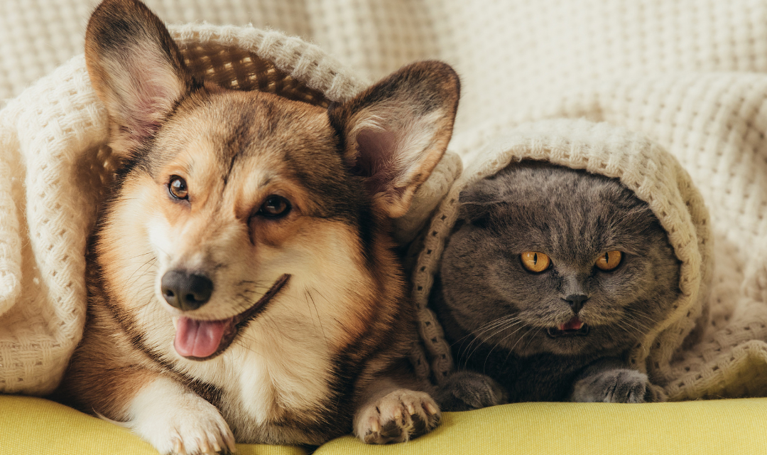 Planning: Pet Travel Complexities